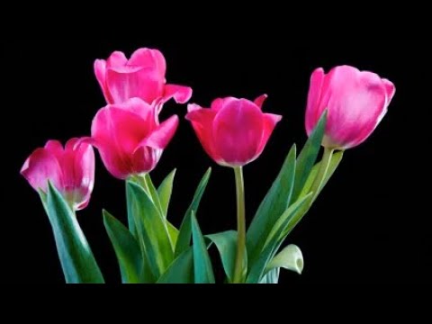 Springtime Splendor!  A Season of Renewal! #2024 #spring #flowers