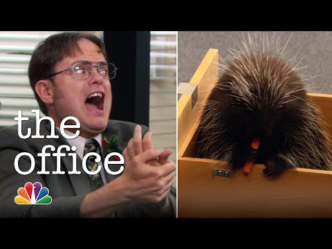 Dwight's Porkupine Prank - The Office