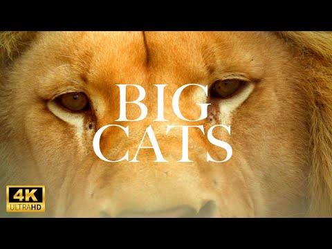 4 Minutes Of Big Cats In 4K HDR (ULTRA HD) | Dolby Sound | 4k HDR 60fps @4minutes In 4K