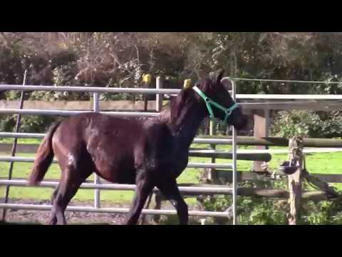 Dunkelbraunes Stutfohlen Minerva von Morricone aus der Feinsliebchen