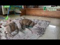 Frenchton dogs for sale: Joy - Video 1