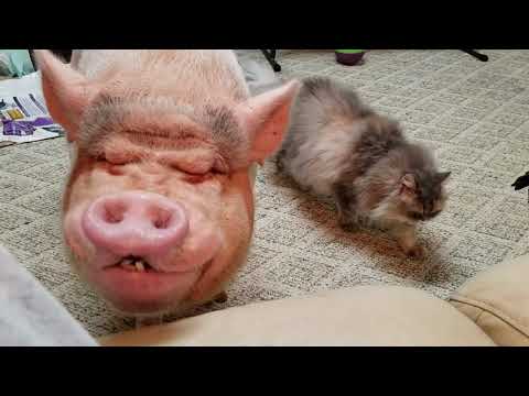 SWEET DREAMS 💖 NEVER TRUST YOUR CAT AROUND YOUR BIRDS!