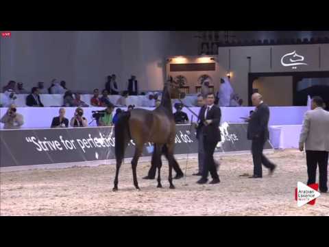 N.71 D SAFANA - Dubai 2016 - Fillies 2 years old (Class 3)