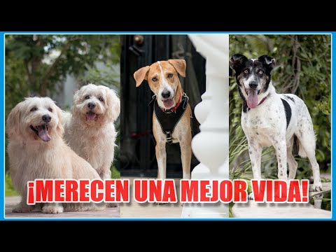 Todos los PERROS merecen tener una VIDA DIGNA - ADOPTA no compres ❤️🐶 | Jaim - Fotógrafo de Perros
