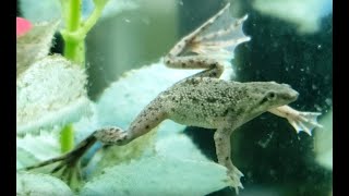 Introduction to African Dwarf Frogs (Episode 1)