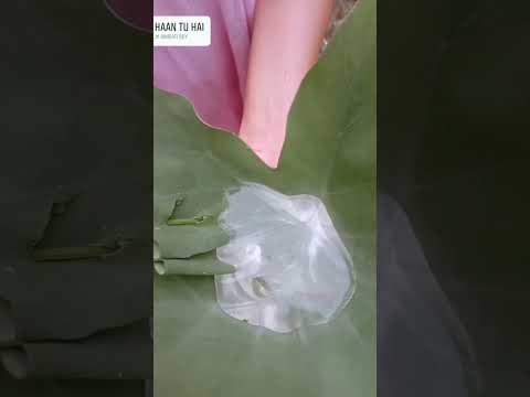 nature🌿🍃 lovers!! #nature #naturelovers #shorts #ytshorts #ashvik chouhan