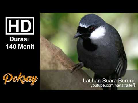 download lagu mp3 mp4 Audio Masteran Burung Poksay, download lagu Audio Masteran Burung Poksay gratis, unduh video klip Audio Masteran Burung Poksay