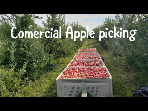 A day of commercial apple picking!