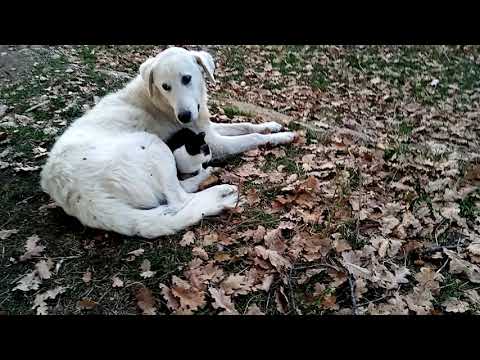 Gatti liberi 16.11.2020 ore 10.55