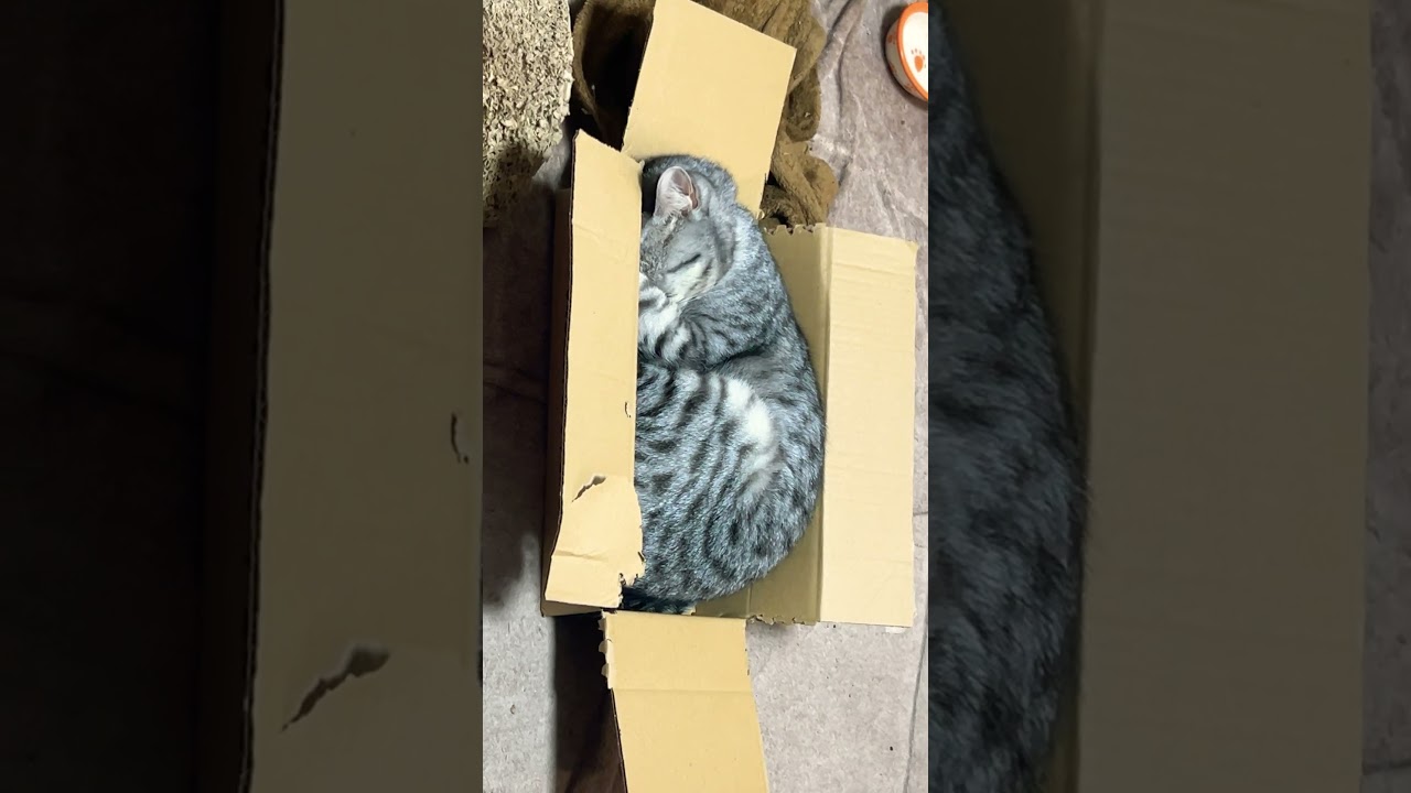 #cat #shorts #shortsfeed