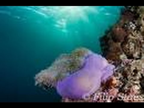 潜水Anemone Reef |普吉岛水肺一天1zplay旅行水下高清videa by自由潜水员普吉岛1zplay