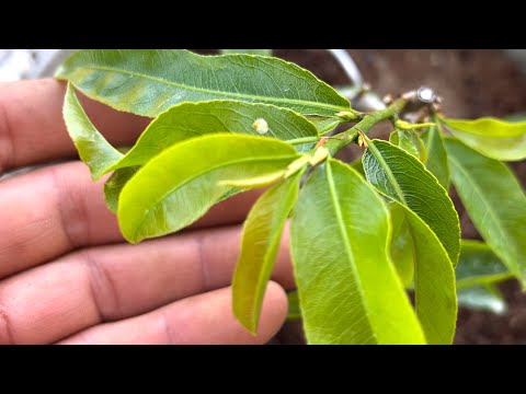 Cách xử lý mai vàng ra cơi một không ra cơi hai cách khắc phục