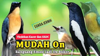 Download lagu TERBUKTI AMPUH, MERANGSANG EMOSI TLEDEKAN GUNUNG, SRDC DAN KACER mp3