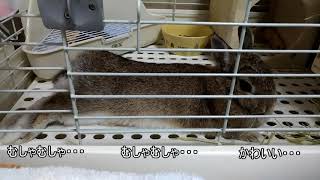 モカ日記1