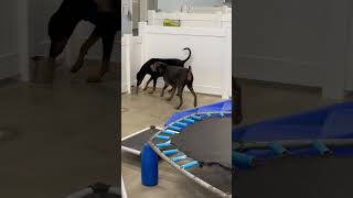 Video preview image #1 Doberman Pinscher Puppy For Sale in west Palm Beach, FL, USA