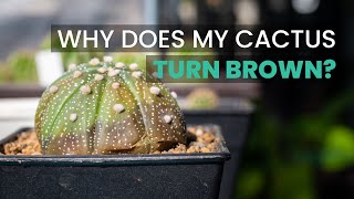 CACTUS CARE TIPS | WHY IS MY CACTUS TURNING BROWN?
