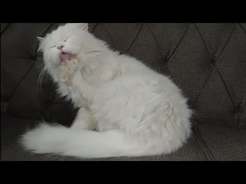 Persian Cat Is 8 Weeks Old Pregnant