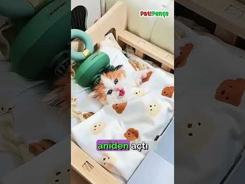 Bu Minik Kedi Uyurken Kabus Gördü... 😢