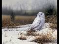 The Mountain Goats - Snow Owl