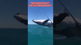 Download lagu Whale Fishing!!! Small Fish Scatter!!! mp3 Download lagu Whale Fishing!!! Small Fish Scatter!!! mp3