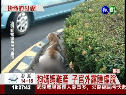 狗媽媽難產 拖病體護幼犬!