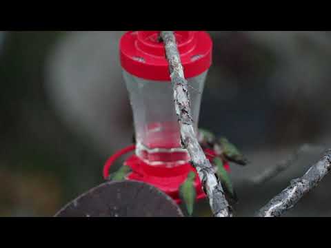 Rufous Hummingbirds migration April 11, 2021