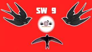 Download lagu SW 9 - REKAMAN SUARA WALET ORIGINAL TANPA NOIS | Studio Mini Walet mp3 Download lagu SW 9 - REKAMAN SUARA WALET ORIGINAL TANPA NOIS | Studio Mini Walet mp3
