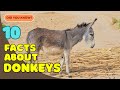 10 Surprising Facts About Donkeys You Didn T Know