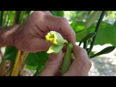 How to produce my own vanilla?