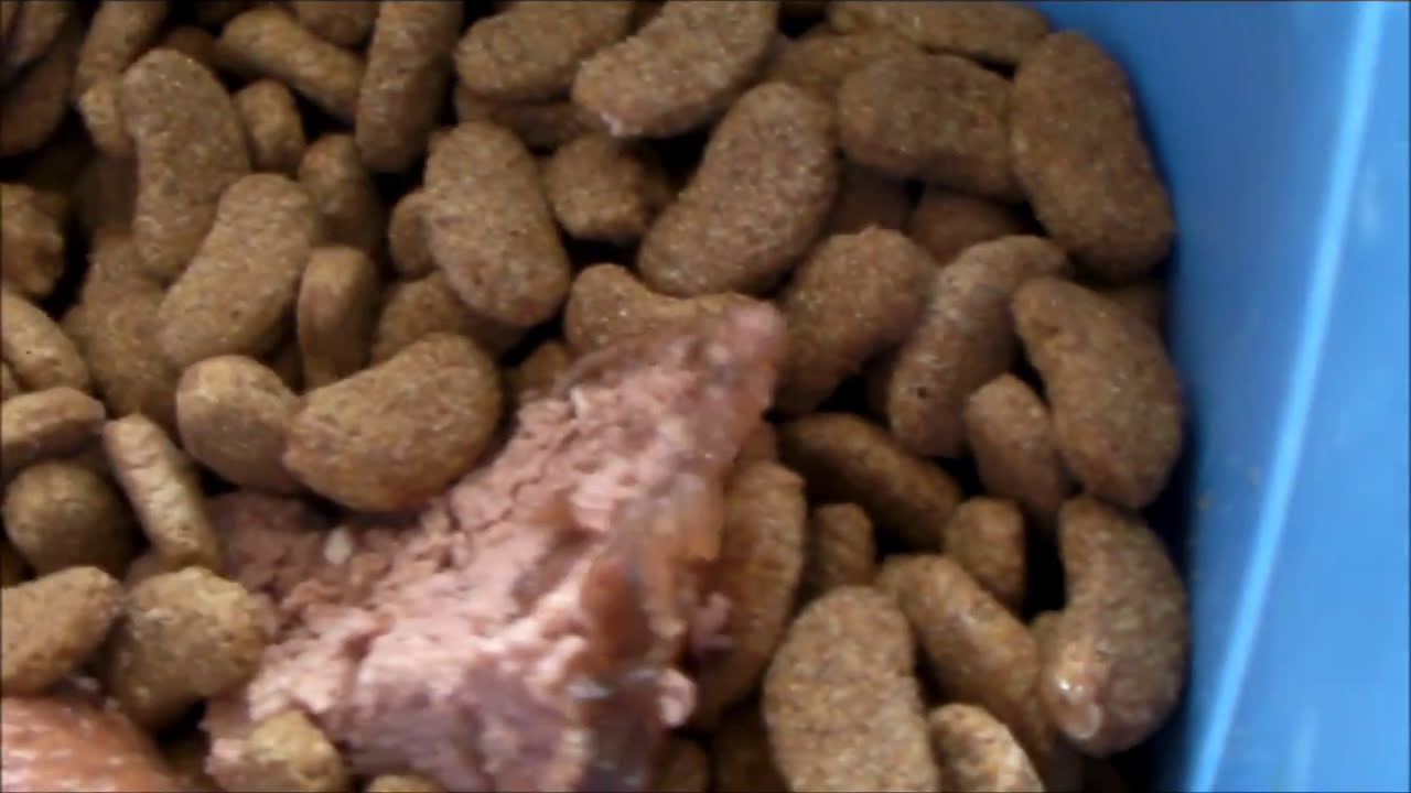 Watch video Dog food - Feeding my pack Now Dog food - Feeding my pack