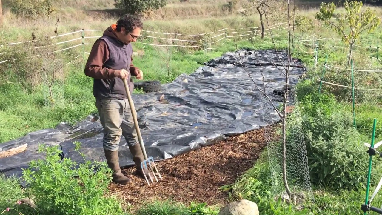 Permacultura: mejorando el suelo mediante abonos verdes y sin labrar