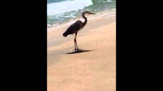 Heron walking along the shore
