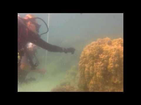 Scuba Diver Girls Try Shore Diving in Kadavu Fiji