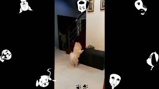 Try & Try Until You Succeed | Cute Dog Moment | Poochi