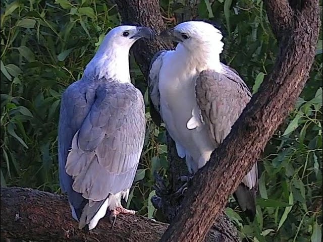 Live webcam view of Sydney Sea-Eagle Nest Cam