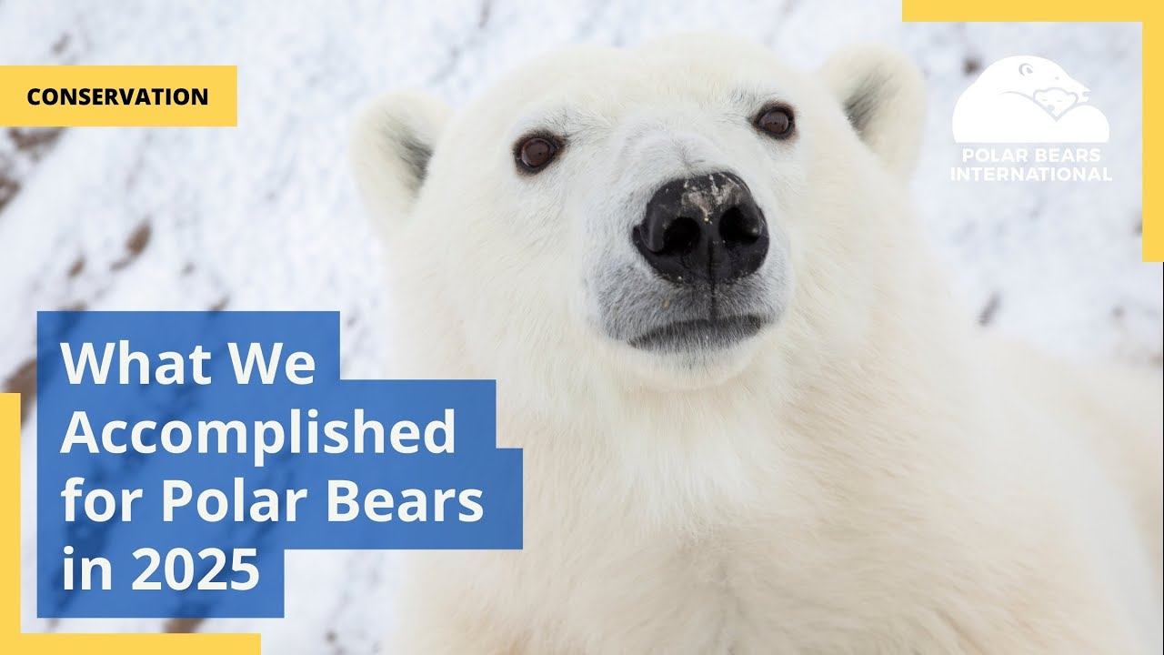 What We Accomplished for Polar Bears in 2025