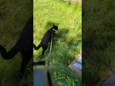 Bandit - Walk On The Grass - Misc Originals
