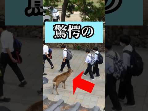 【1億再生】ピンチを救った日本人 #shorts