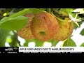 Apple Farm Handed Over To Harlem Residents