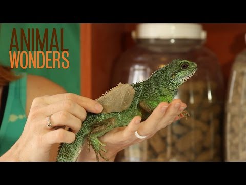 動物が身につけるもの (What Animals Wear)