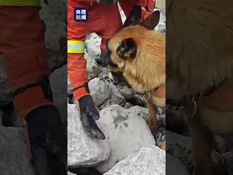 8月30日下午，消防携多只搜救犬拉网式搜寻，全力挖掘失联人员线索 | CCTV中文 #shorts
