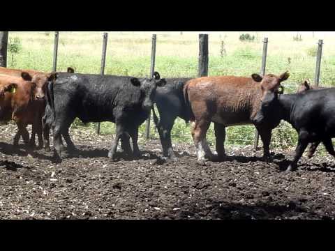 INVERNADA TERNEROS Y TERNERAS  3