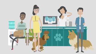 Easy Busy Pets video