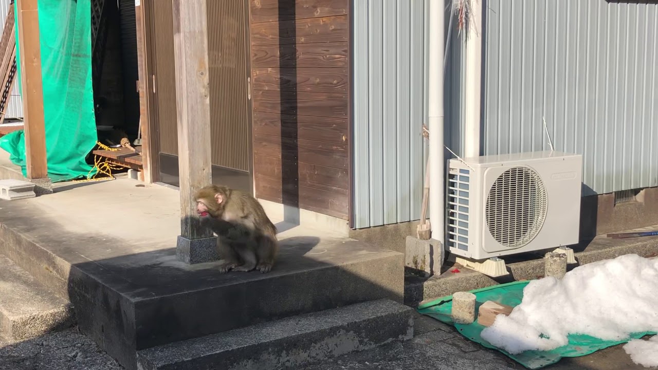 Aris the snow monkey