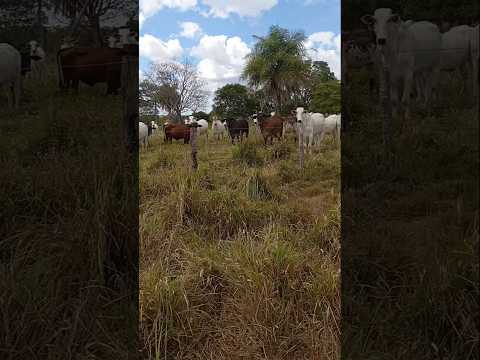 umas vacas em município de sítio novo do Maranhão # viralvidios #