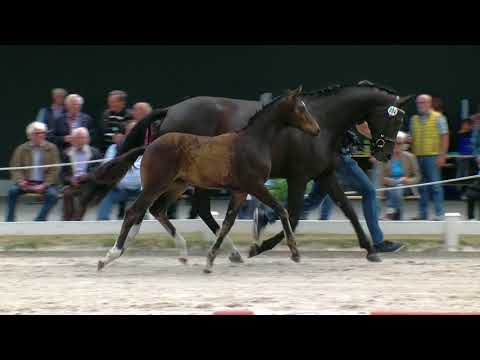 Stf v Belissimo M x Rosengold x De Niro 2018