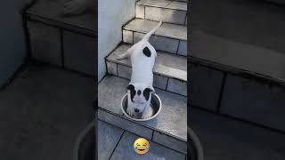 Você também ama Pet?