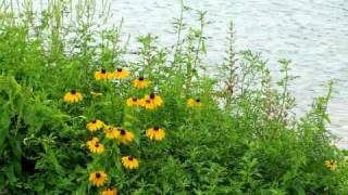 Rock Art  - (Chicagoland Area)