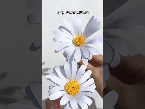 Daisy Flowers with A4 PAPER