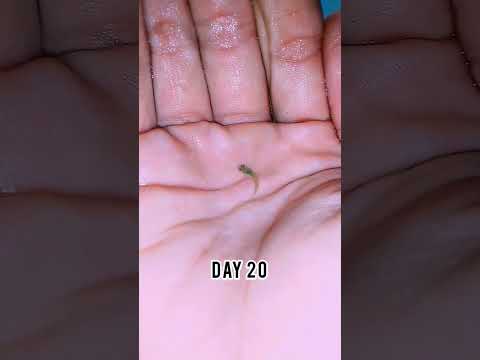 guppy fish fry growth day 1 to 35 || guppy fry growth #guppy #fish #fry #growth #shorts
